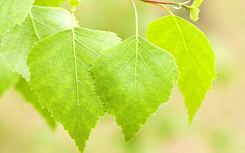 Leaves, Summer, Macro, Shine, Light, Bright, Birch HD wallpaper