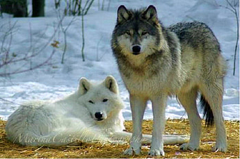 Leaders of the pack, winter, black and brown, white, wolves, cold, wild, leaders, snow, pair HD wallpaper