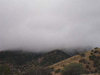 Morning Fog, trees, fog, morning, mountain HD wallpaper