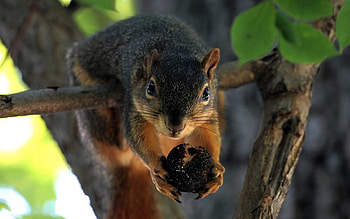 Animals, Squirrel HD wallpaper