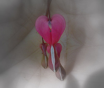 A Bleeding Heart in my hand., nature, bleeding heart, my garden, flower HD wallpaper