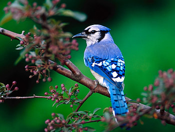 Animals, Birds HD wallpaper