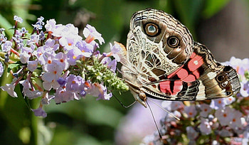 Butterfly, animal, leaves, flowers HD wallpaper