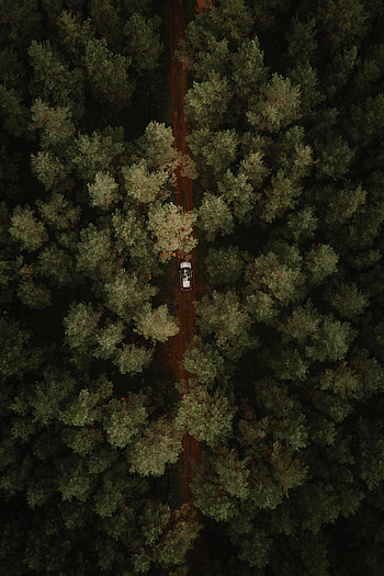 Nature, Trees, View From Above, Road, Forest, Car, Machine HD phone wallpaper