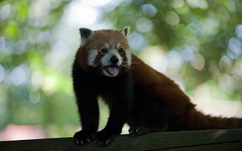 Animals, Ears, Moustache, Mustache, Tail, Panda, Fur, Claws, Language, Tongue HD wallpaper