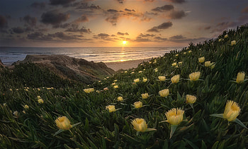 San Diego, california, flowers, beach HD wallpaper