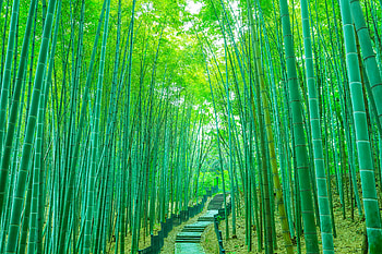 Walkway, Bamboo HD wallpaper