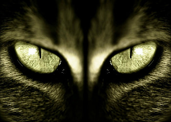 Cat Eyes, animal, cat, eye, green HD wallpaper