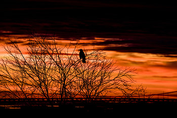 Twilight, Dark, Bird, Wood, Tree, Dusk, Evening HD wallpaper