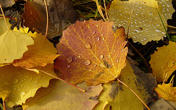Nature, Autumn, Leaves, Drops HD wallpaper