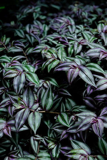 Nature, Leaves, Violet, Plant, Purple HD phone wallpaper