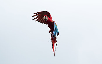 Animals, Sky, Parrots, Bird, Flight, Macaw HD wallpaper