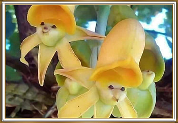 PRETTY ORCHIDS, PRETTY, NATURE, ORCHID HD wallpaper