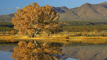 tree reflection, fun, cool, nature, lake, mountain HD wallpaper