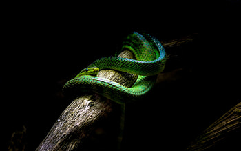 Snake, animal, branch, wood HD wallpaper