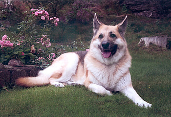 Summer German Sheperd, dog, summer, alsatian, german sheperd HD wallpaper