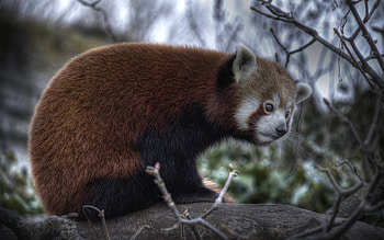 Animals, Pandas HD wallpaper