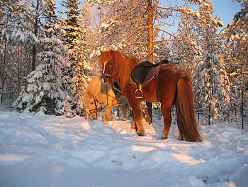Animals, Winter, Horses, Snow HD wallpaper