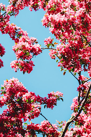 Flowers, Sky, Branches, Bloom, Flowering HD phone wallpaper