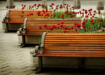 red tulips, bench, red, nature, flowers, tulips HD wallpaper