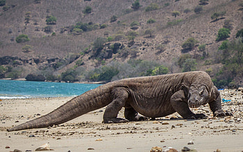 Komodo Island, Animals, Reptiles HD wallpaper