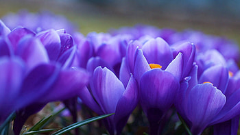 Flowers, Plant, Macro, Petals HD wallpaper