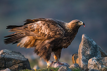 Nikolay Tashkov Stefanov, Artistic expression, Captivating wildlife, Golden elegance HD wallpaper