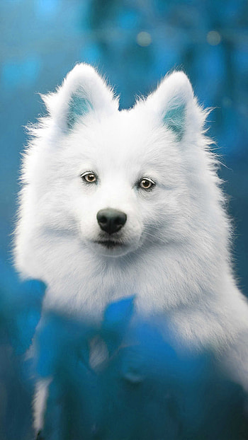 Aidi dog, Dog , Cute and playful HD phone wallpaper