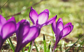 Flowers, Lilac, Macro, Bud, Spring HD wallpaper