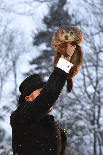 Punxsutawney Phil's prediction, Groundhog Day forecast, Annual tradition, Local news coverage HD phone wallpaper