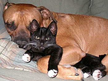 Buddies, dogs, cats, graphy, animals HD wallpaper