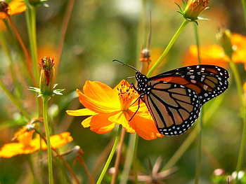Beautiful Butterfly, stem, butterfly, yellow, flower HD wallpaper