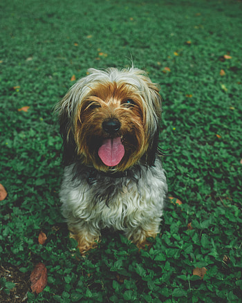 Animals, Dog, Muzzle, Protruding Tongue, Tongue Stuck Out, Chinese Imperial Dog HD phone wallpaper