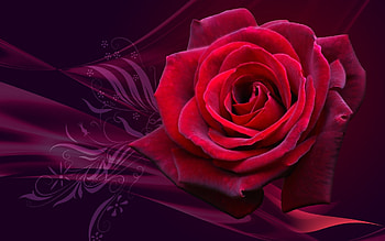 Plants, Background, Roses HD wallpaper