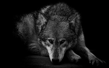 wolf close-up, Wild instincts, Powerful predator, Piercing amber eyes HD wallpaper