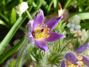 Pasque flower, blue, garden, pasque-flower, spring HD wallpaper