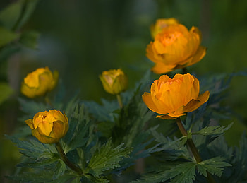 Lovely Buds, leaves, buds, orange, lovely, beauty HD wallpaper
