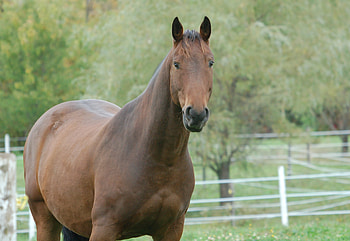Animals, Grass, Muzzle, Mane, Horse HD wallpaper