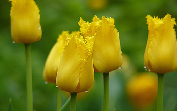 Leaves, Tulips, Drops, Macro, Petals, Buds HD wallpaper