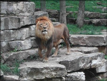 Leo the Lion, animal, lion HD wallpaper