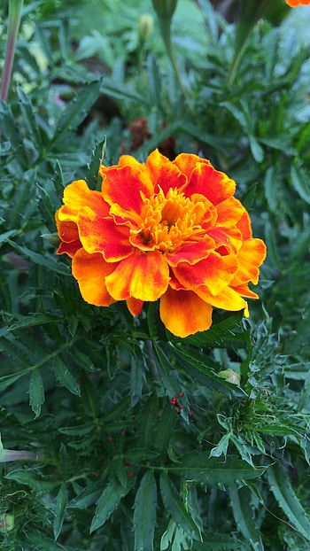 Marigold, Marigold Dark Orange HD phone wallpaper