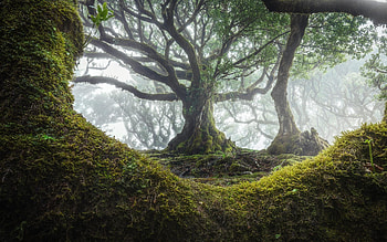 Madeira Travels, Enchanting forest, Portuguese oasis, Aesthetic delight HD wallpaper