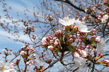 Cherry Tree Blossoms, Cherry Blossoms, Flowers, Nature, Trees HD wallpaper