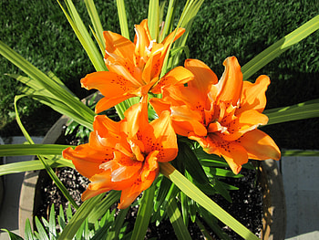 Exotic flowers at the pyramids 39, Orange, Lily, graphy, green, Flowers, garden HD wallpaper