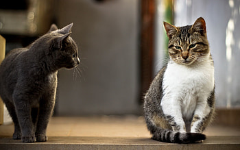 Animals, Cats, Couple, Pair, Curiosity, Satisfied, Content HD wallpaper