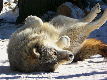 Having Fun In The Sun, dogs, wolf, animals, snow HD wallpaper