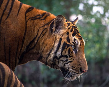 A detailed close-up of a Bengal tiger in the wild, showcasing its distinctive stripes and fierce expression. HD wallpaper