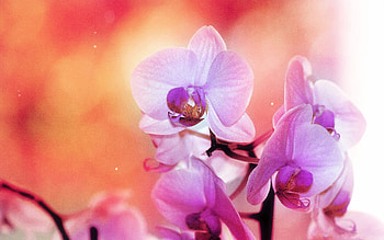 Flower, Macro, Petals, Colors, Orchid HD wallpaper