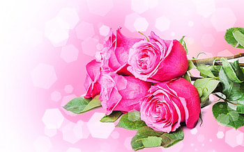Pink Bouquet, pastel, bouquet, roses, soft, beautiful, super, pink, nature, flowers, amazing, lovely HD wallpaper