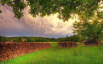 Nature, Summer, Wood, Tree, Branches, Branch, Firewood, Polyana, Glade, Meadow HD wallpaper